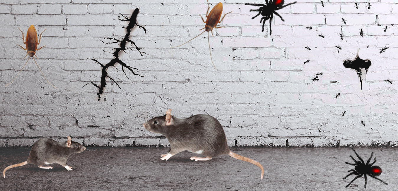 deratisation-souris-cafard-belgique deratisation-souris-cafard-belgique