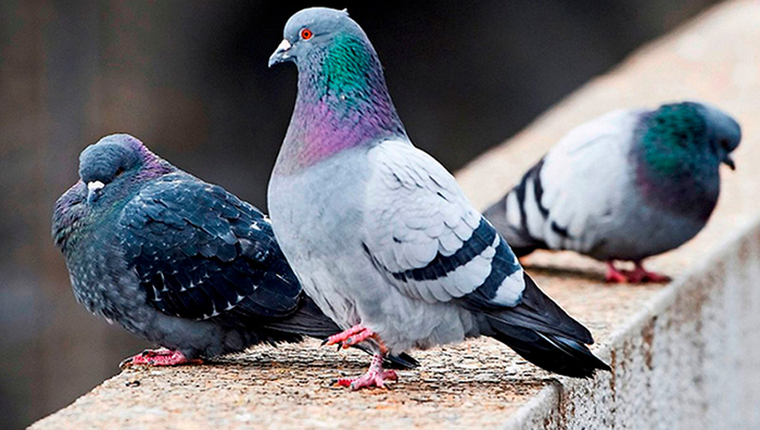Dépigeonnage belge Dépigeonnage