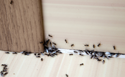 Fourmis souris cafards 2 Fourmis souris cafards 2