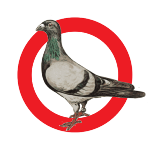 pigeon-bruxelle