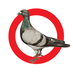 pigeon-bruxelle pigeon-bruxelle