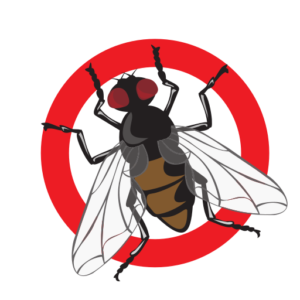 insectes-Souris-Cafard insectes-Souris-Cafard