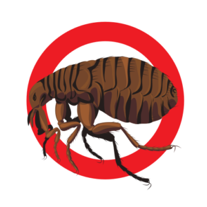 punaise-souris-cafards CAFARDS & BLATTES