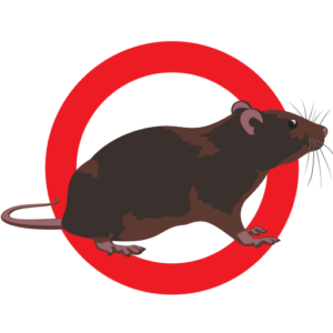 souris souris
